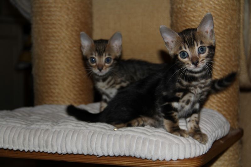 Kitten Bonnie und Kira von der Saffenburg
